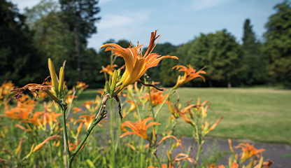 Bild – Blumenwiese